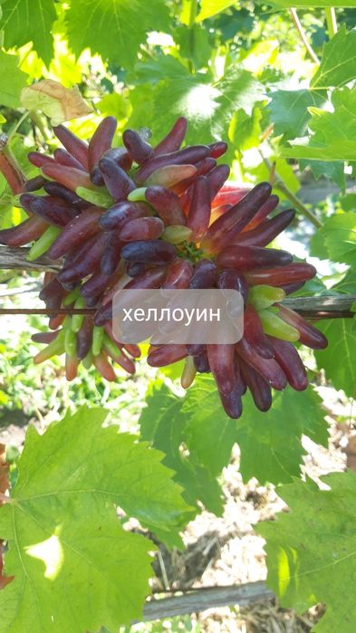 Продам черенки винограду