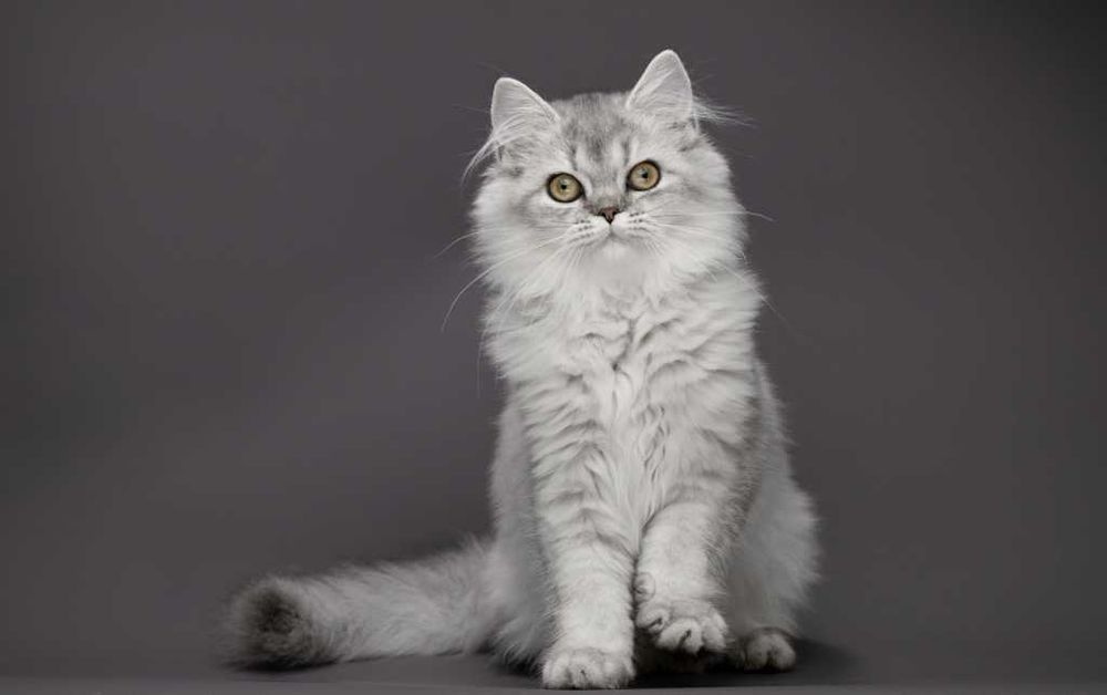 Розкішна срібляста кішечка