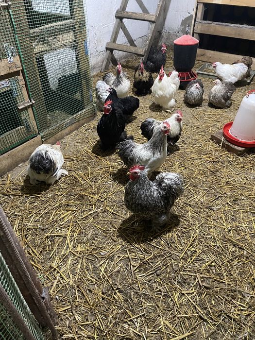 Kury kurczaki jajka legowe