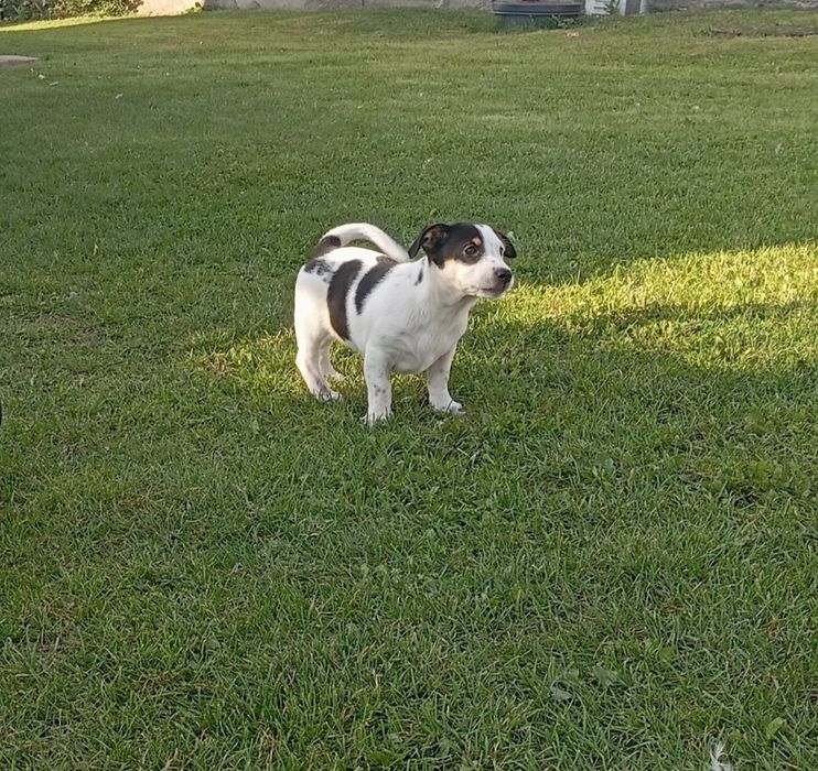 Oddam pieska za darmo