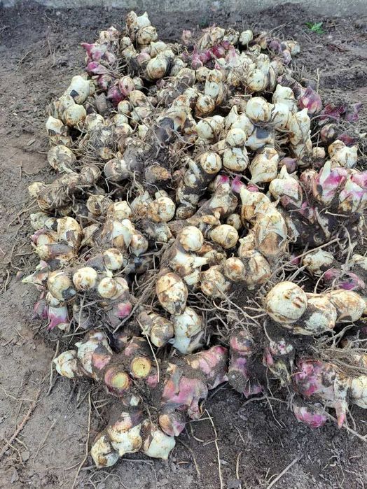 Kanna /paciorecznik wysoka czerwona 5 kg