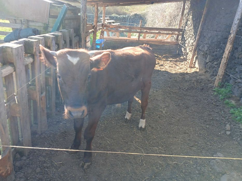 Macho cruzado de carne