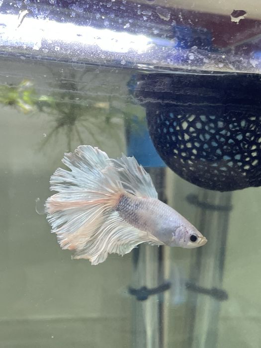 Betta Splendens Branco