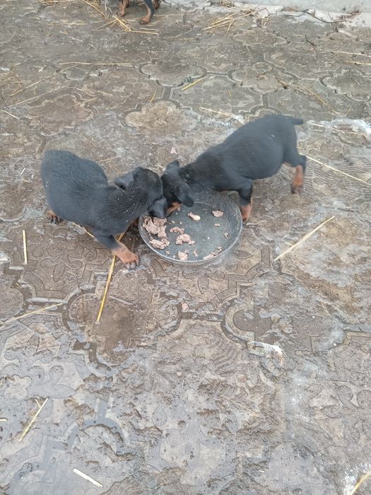 Собачата єхтерєр