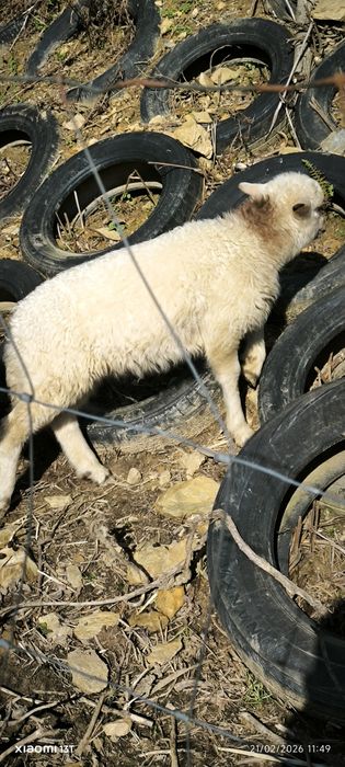 Carneiro com dois meses