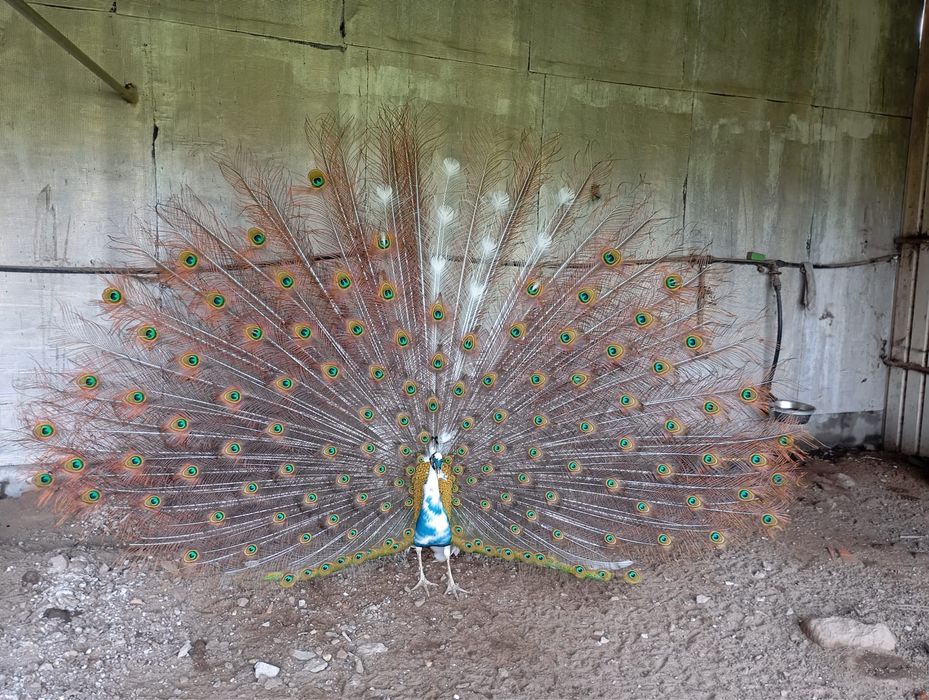 Ovos pavão azul, verde e alerquin
