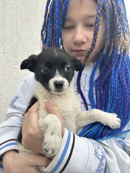 Цуценята маленької породи