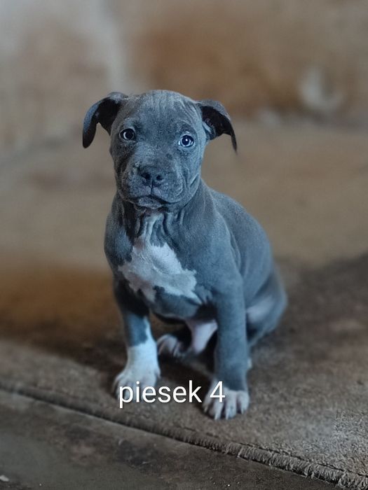 American Staffordshire Terrier Amstaff piesek 4