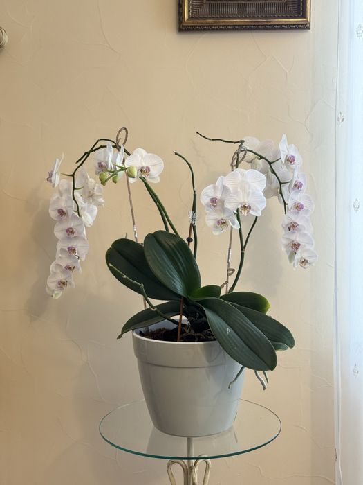 Орхидея фаленопсис Афродиты. 70*50 см.