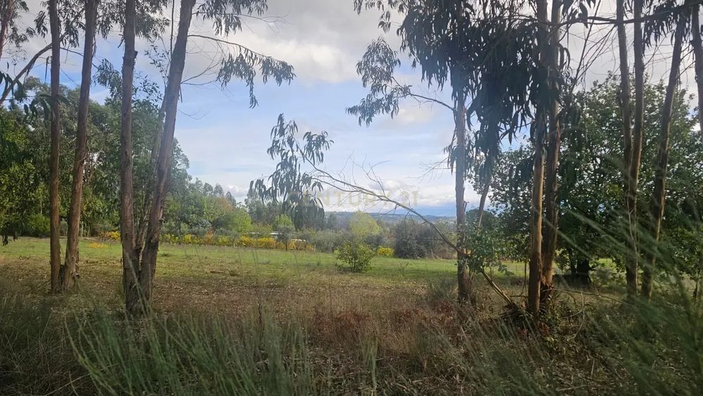 Terreno 10491m2 Agrícola Com árvores de fruto  e Poço e charca