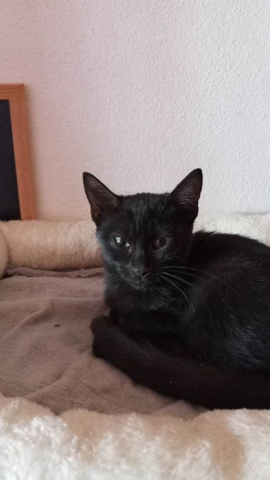 Gatos para  adoção  responsável