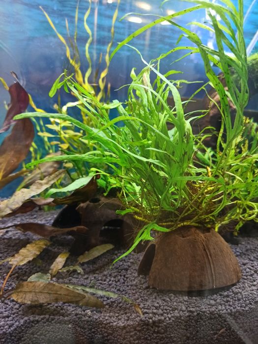 Mikrozorium pteropus