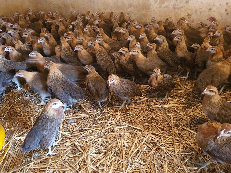 Zielononóżka kurka nioska zapisy