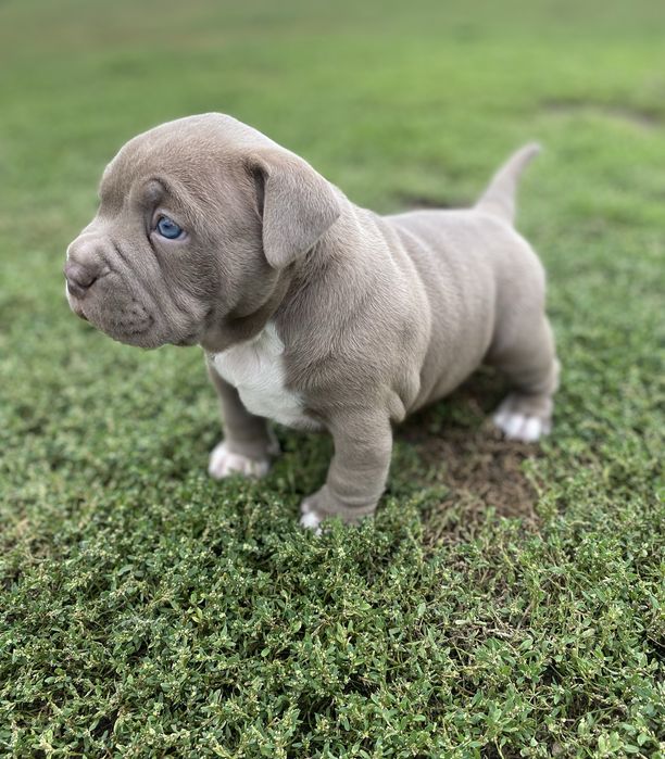 American Bully Pocket