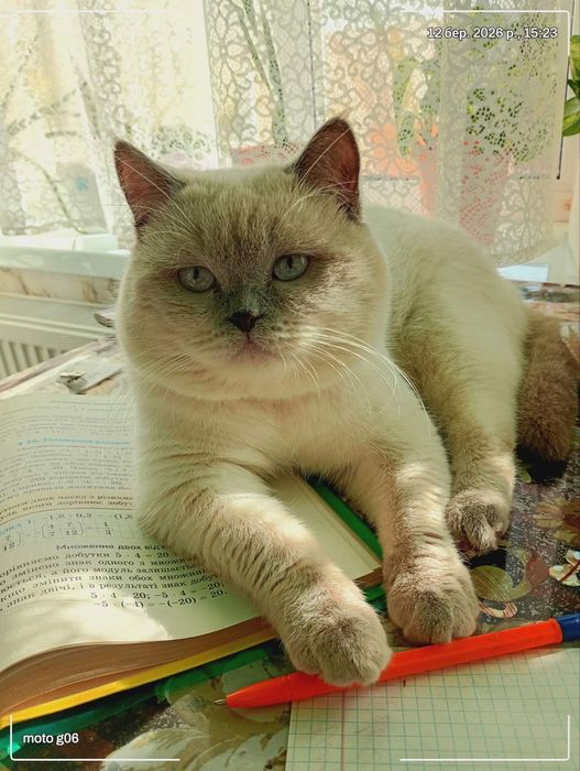Запрошуємо на в'язку кицю)
