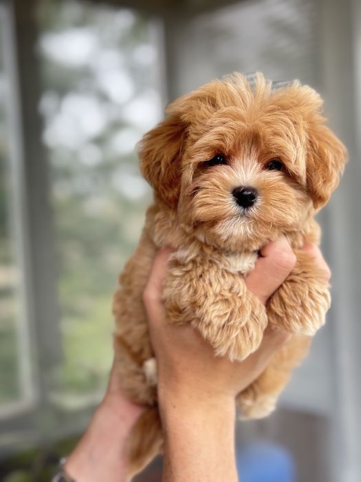 Мальтипу кривой рог мини мальчик