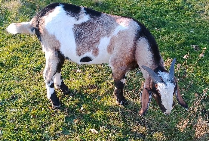 ТЕРМІНОВО!!!Козел Англо-нубієць,продам козлика (НЕ НА М'ЯСО)