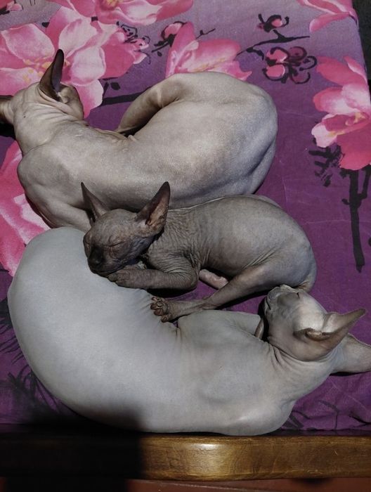 Сфінкс (кошенята)