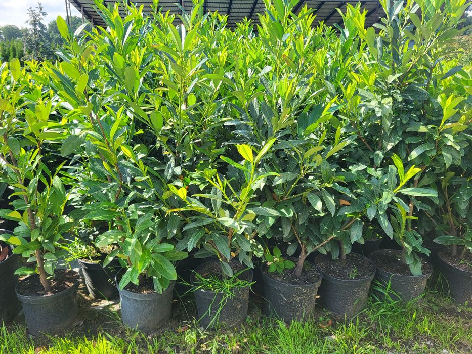 Laurowiśnia Novita,  laurowiśnie 50-60cm