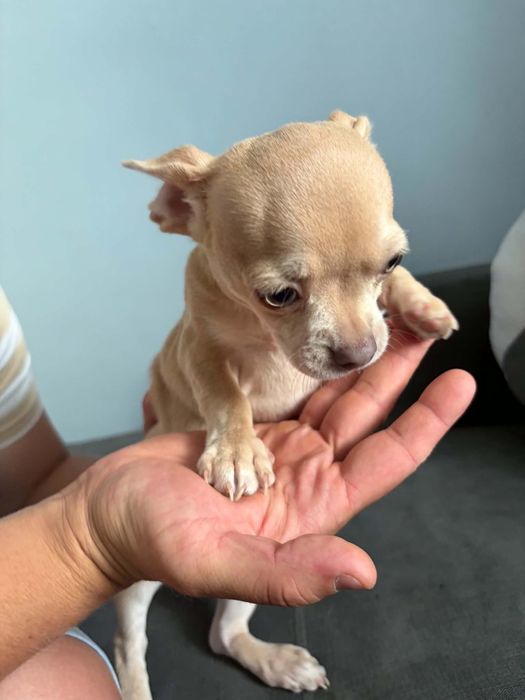 Piękny piesek Chihuahua