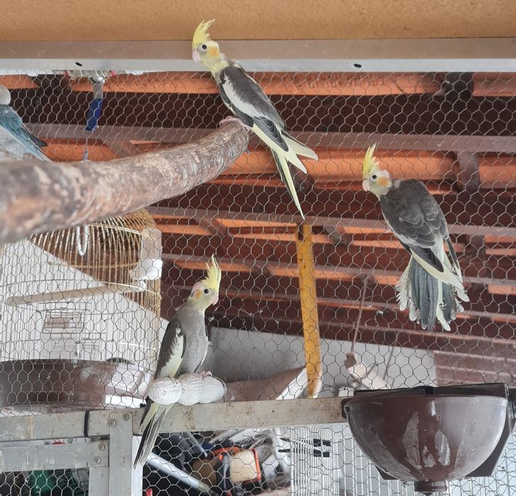 Agapornis e Caturras 2026