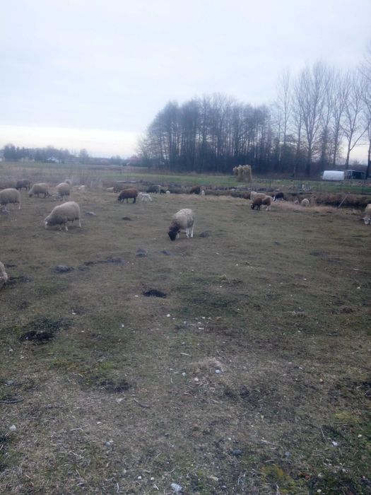 Sprzedam owce mięsne od 350 do700 złoty