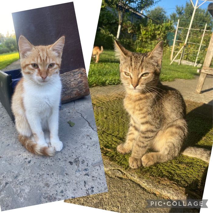 Котенята, кошенята