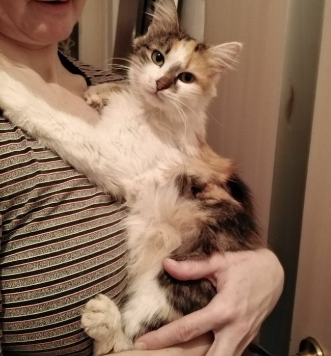 Отдам даром в добрые руки пушистую трехцветную кошечку