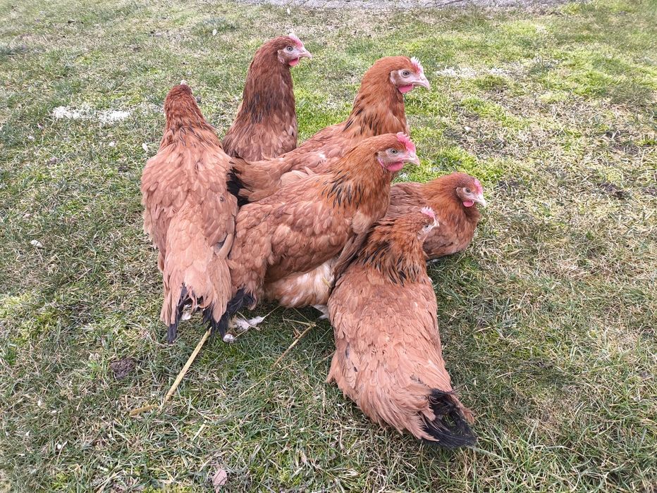 Kury nioski 20 tyg z transportem