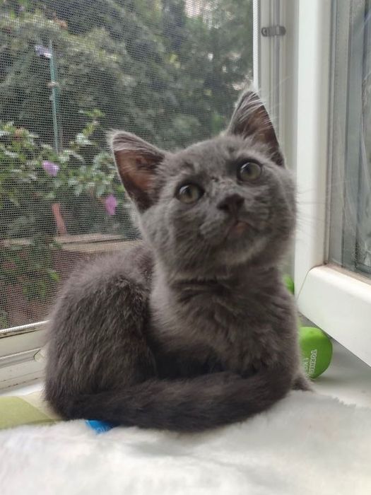 Кошення Хлопчик 2 міс, Дуже Ласкавий