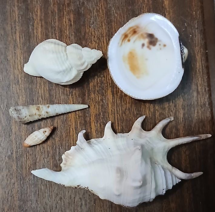 Ракушки  морские