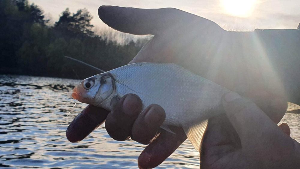 Dla wędkarzy, Pojezierze drawskie sezon2026