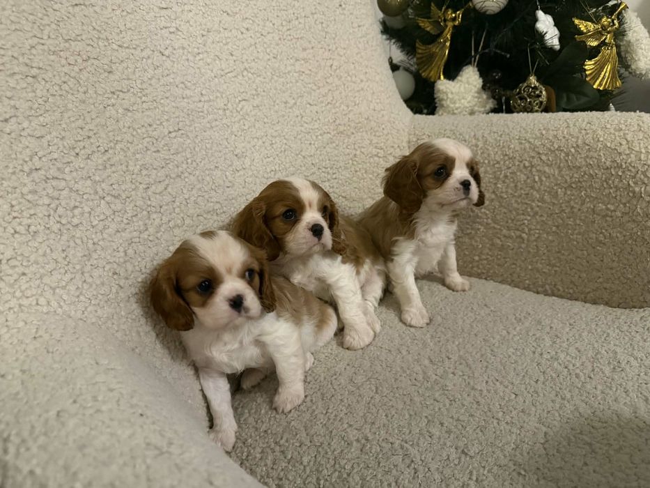 Sunia Cavalier Blenheim Gotowa do odbioru!