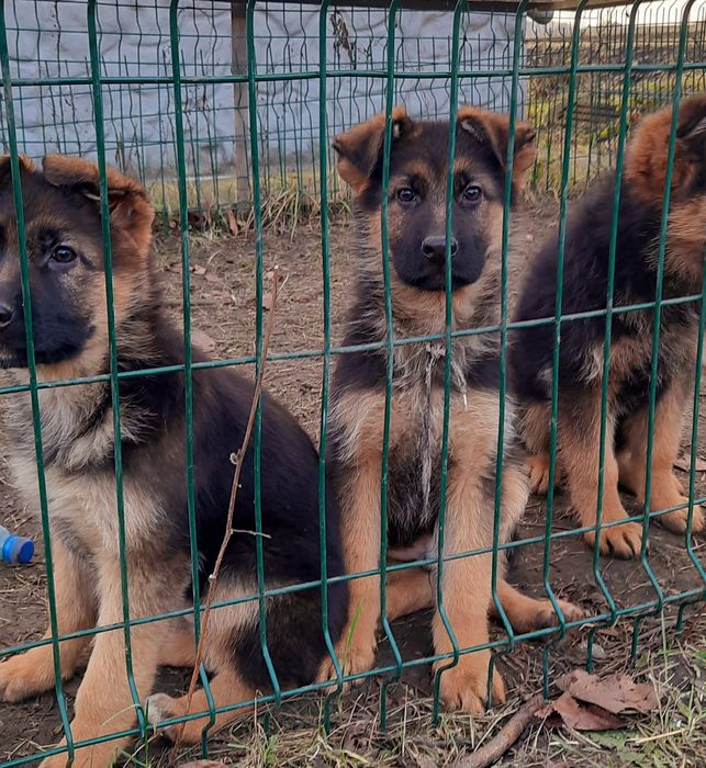 Чистокровна німецька вівчарка