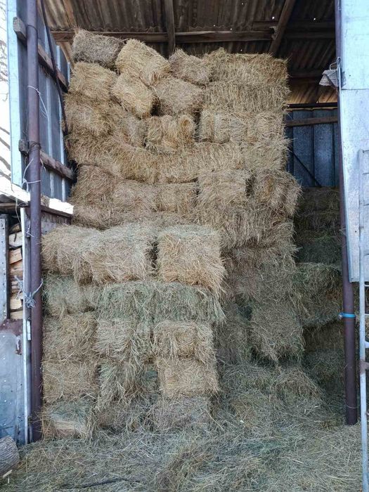 Продам сіно ячменю. Укос 2026