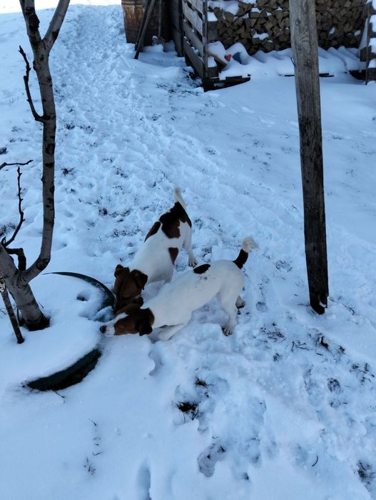 Два красеня Джека Розпродаж