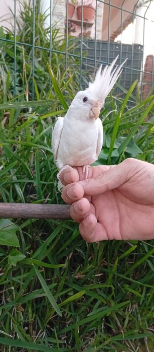 Caturras criadas a mão e domesticadas