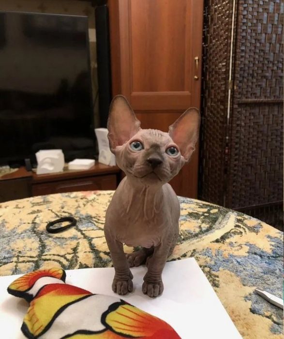 Кошенята конвдського