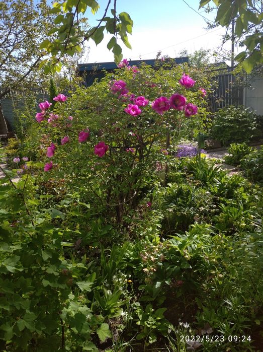 Півонія деревовидна