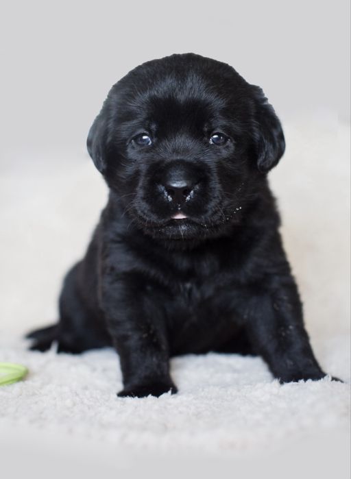 Labrador Retriever pies