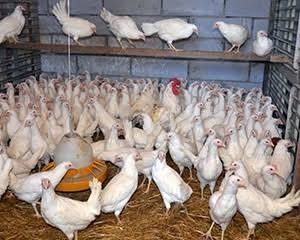 курочки несушки молодые Декалб Уайт куры несушки