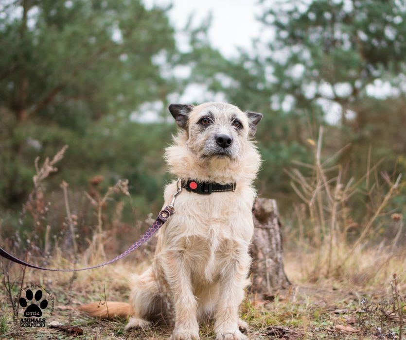 2 letni Artem szuka domu!