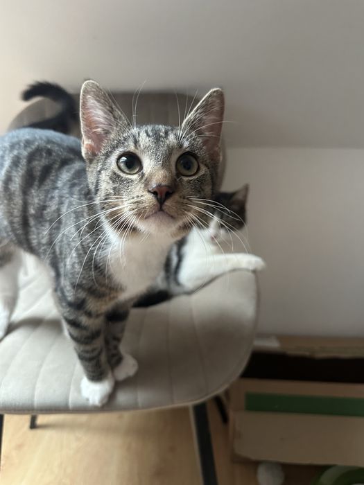 Młodziutki Franklin