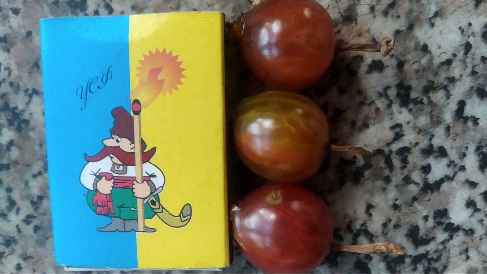 йошта ежевика крупная