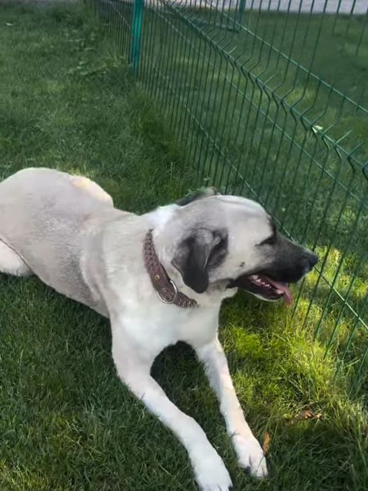 Собаки,  отдаем в семьи