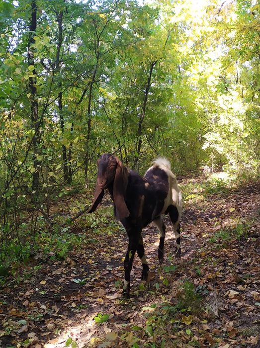 Каморі нубійські козенята