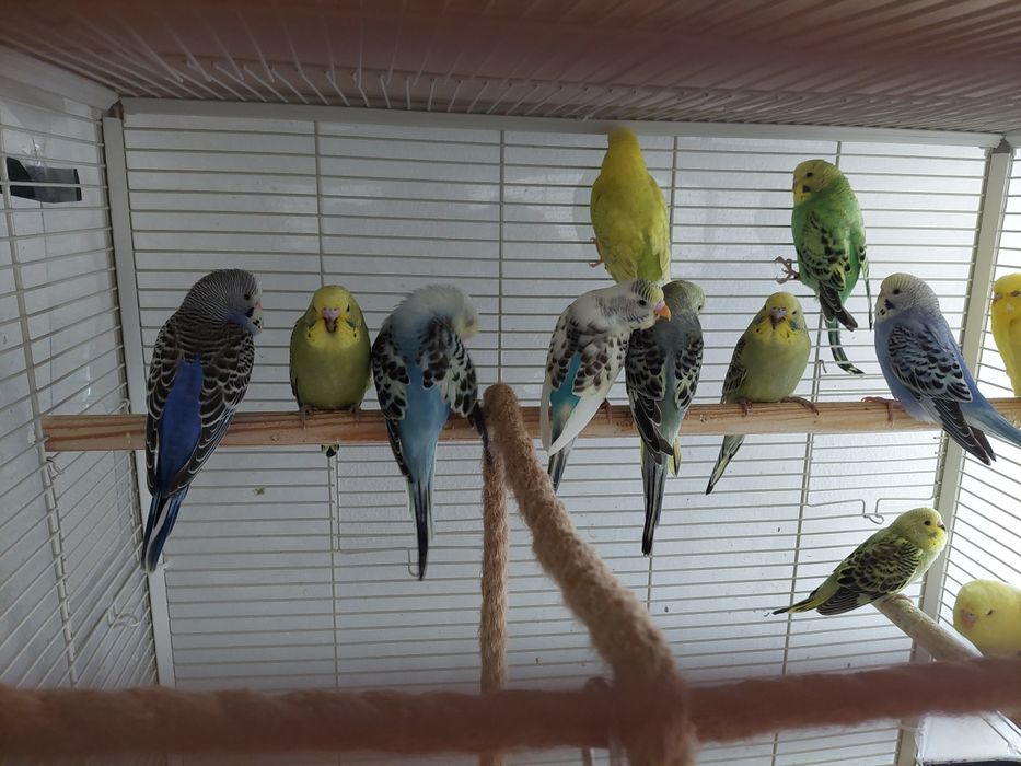 Papuga falista  młode do oswojenia