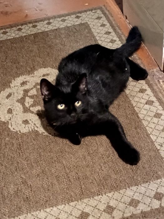 Котик, 4 міс. ходить на лоток, спить цілу ніч, розумний, грайливий