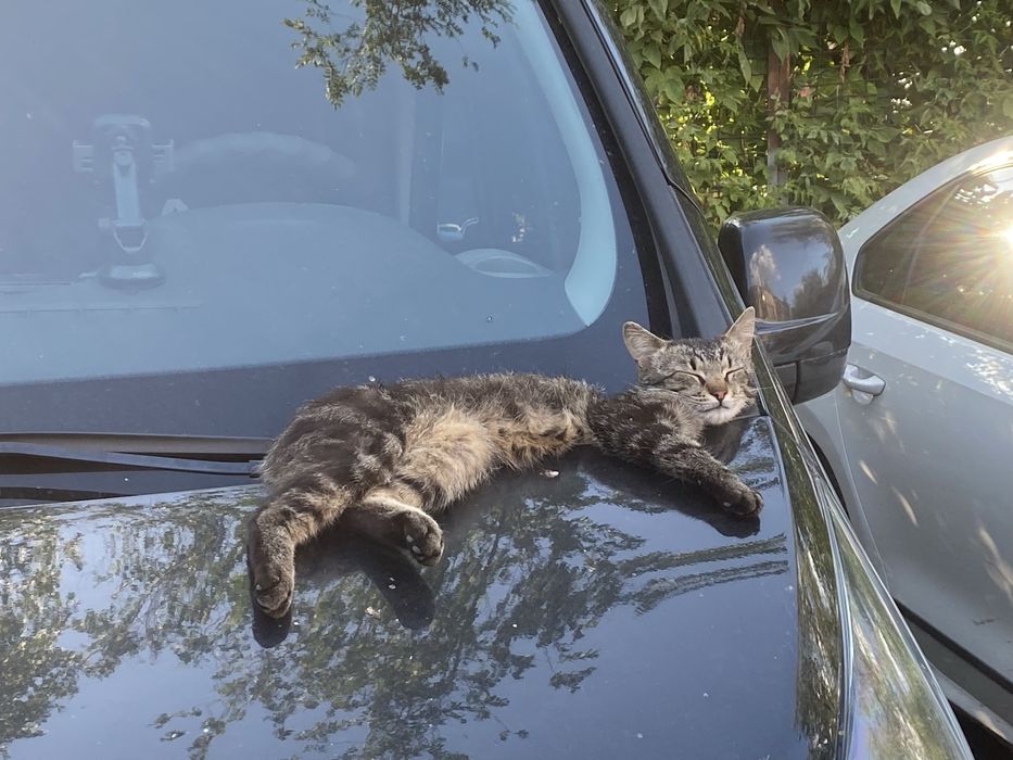 Потерялся кот кабачок