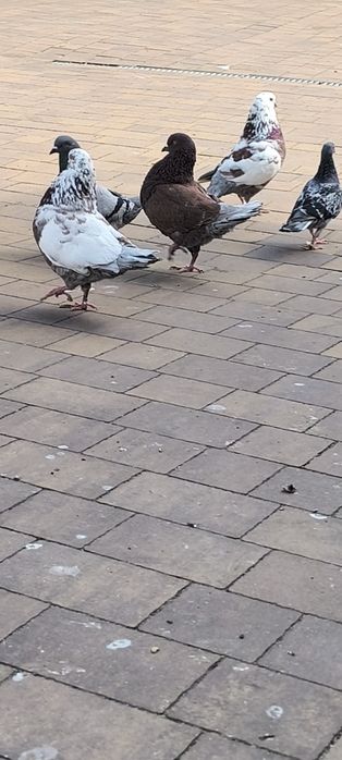Sprzedam gołębie
